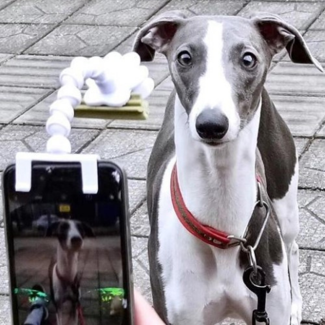 Pet-fect™ - Pet Selfie Stick