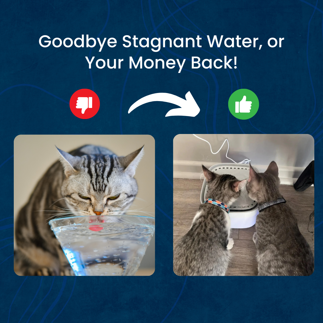 AquaCat Oasis - Cat water fountain